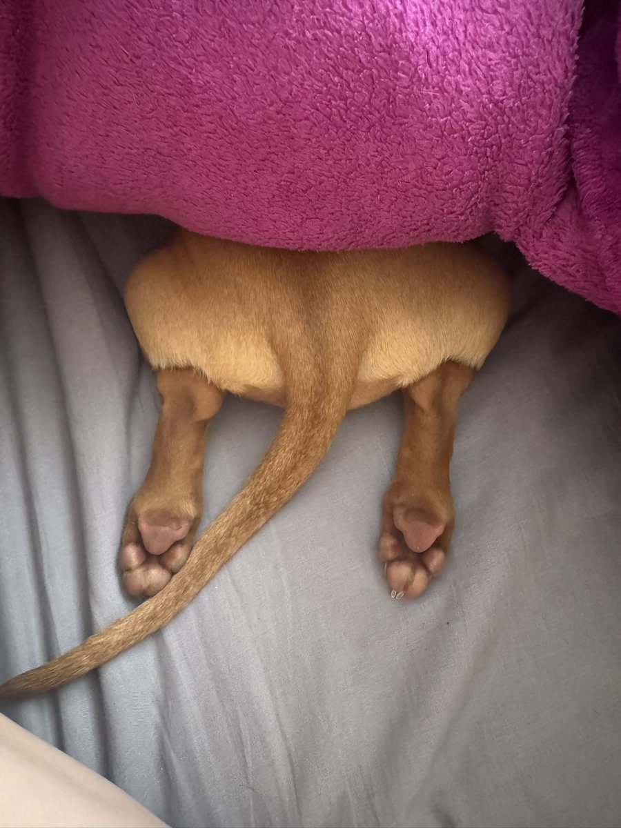 Robles_Karlaa's tweet photo. Despertar y ver estas patitas 🥹 https://t.co/Sg2OvoUUWj