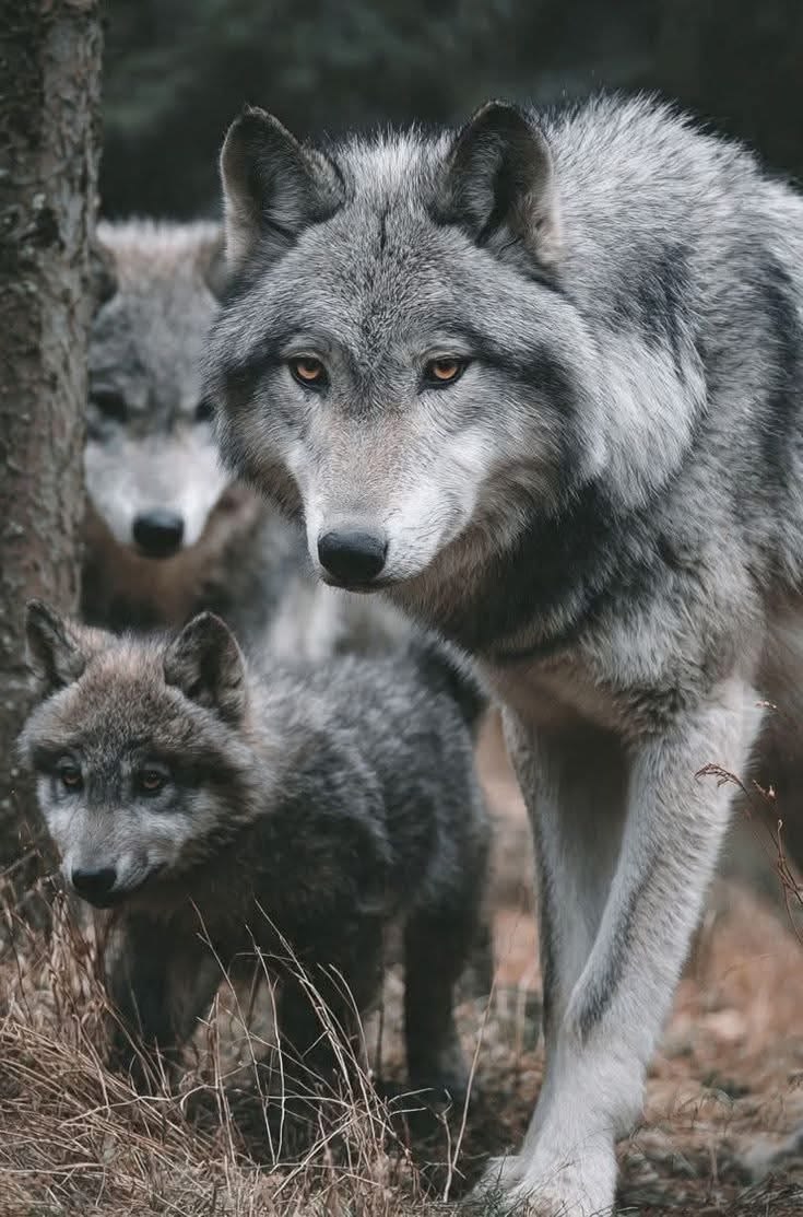 Derek Paterson tweet media