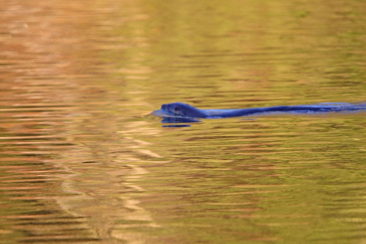 River Otter swimming at Timberneck Creek heading towards York River. <a href="/virginianpilot/">The Virginian-Pilot</a> <a href="/13NewsNow/">13News Now</a> <a href="/GloMtwsGJ/">Gazette-Journal</a> <a href="/gloquips/">GLOQuips Newsmagazine</a> <a href="/VLMuseum/">Virginia Living Museum</a>