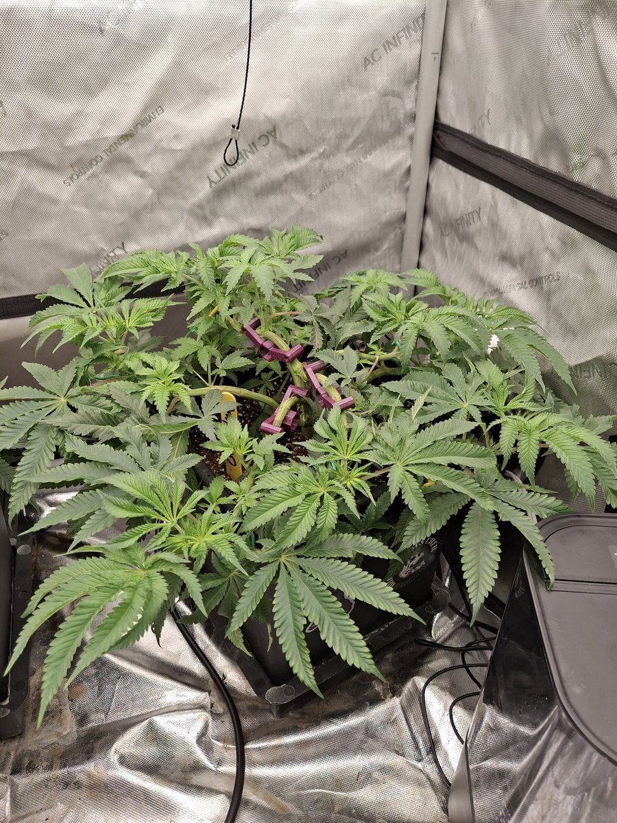 Rooted Meds tweet media