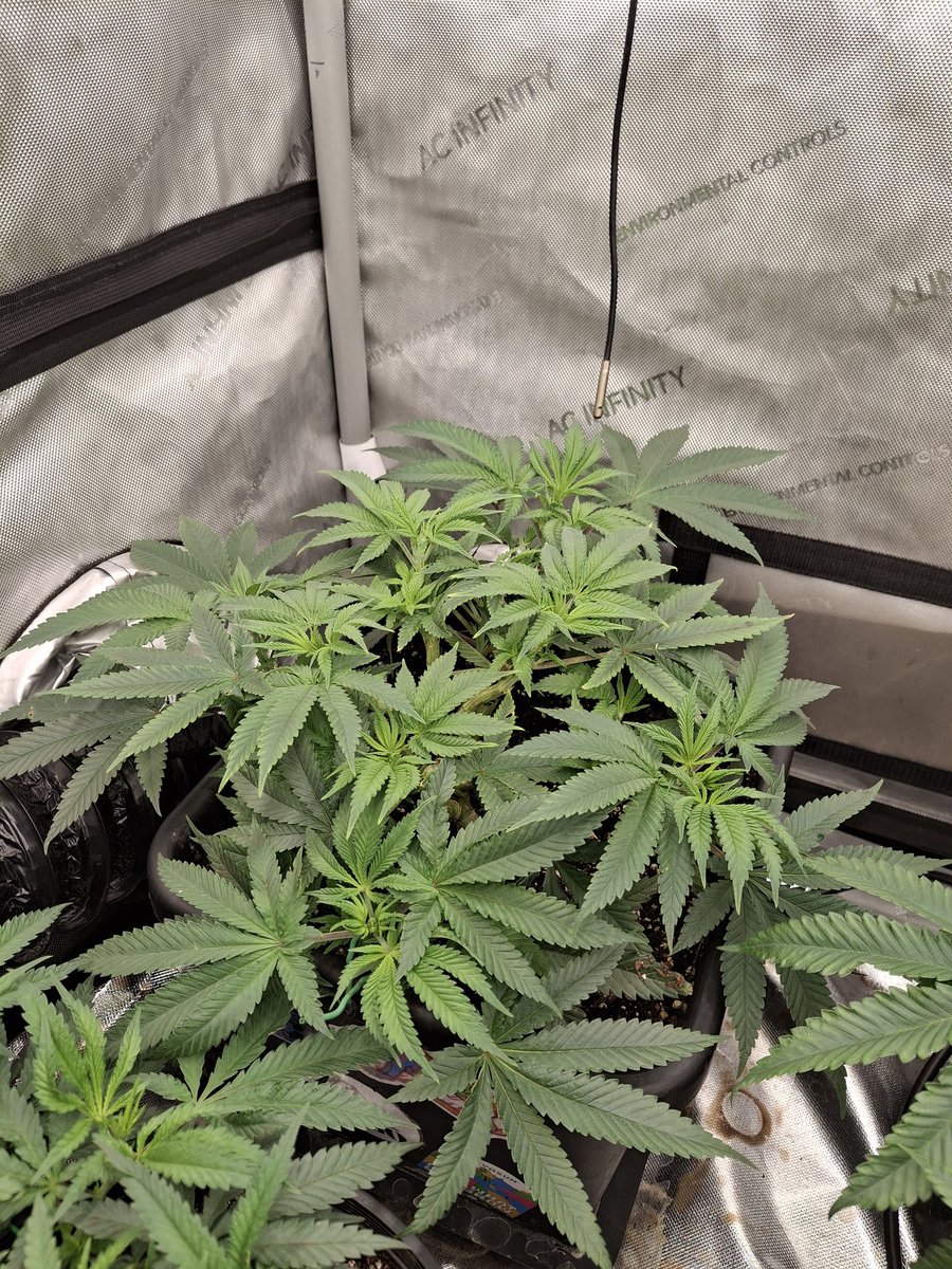 Rooted Meds tweet media