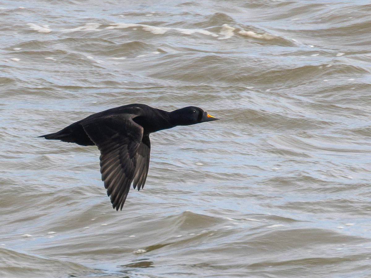 Pete Sutton tweet media