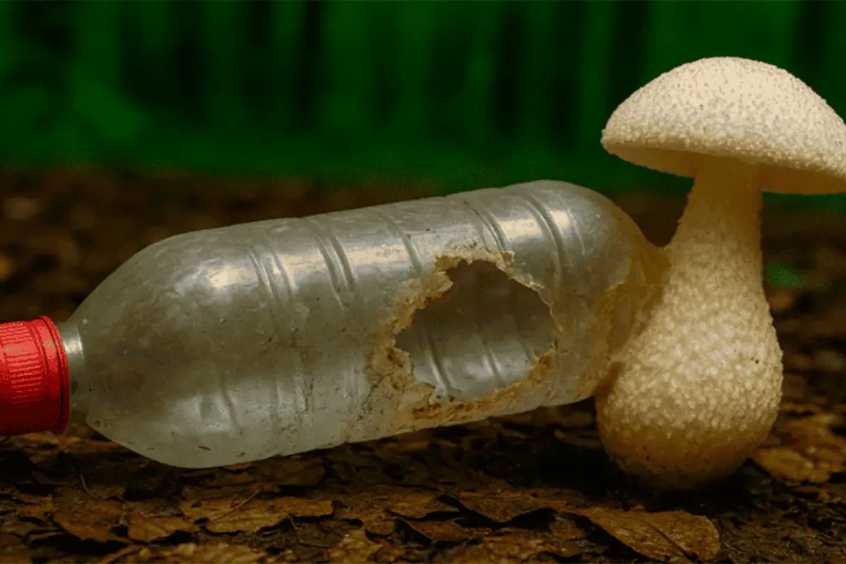 For all Curious tweet media