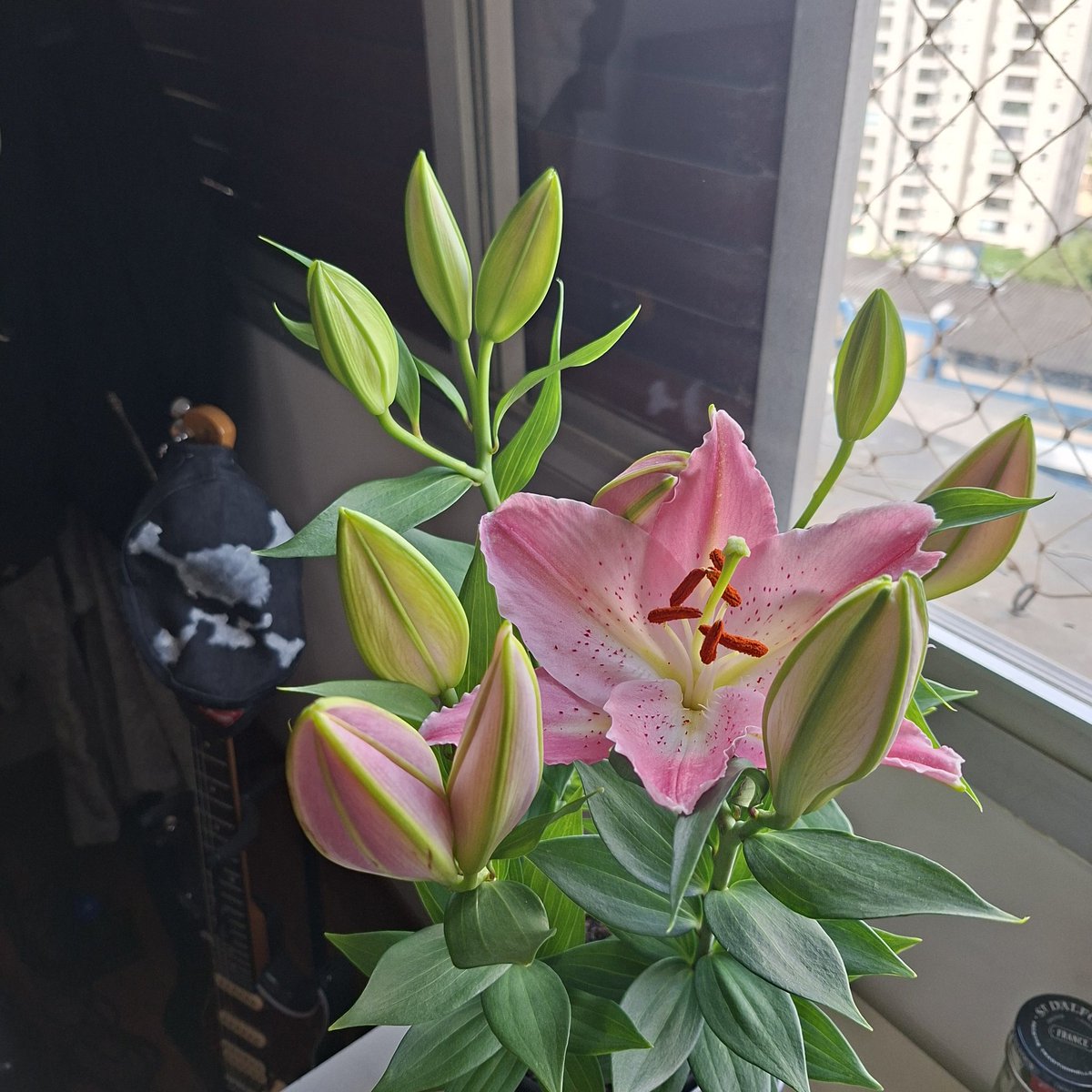 meu lirio desabrochou ahhhh!!!!