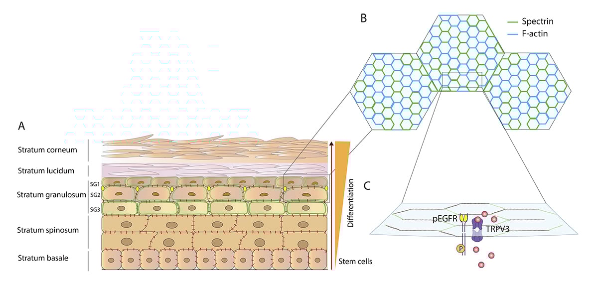 Journal of Cell Biology tweet media