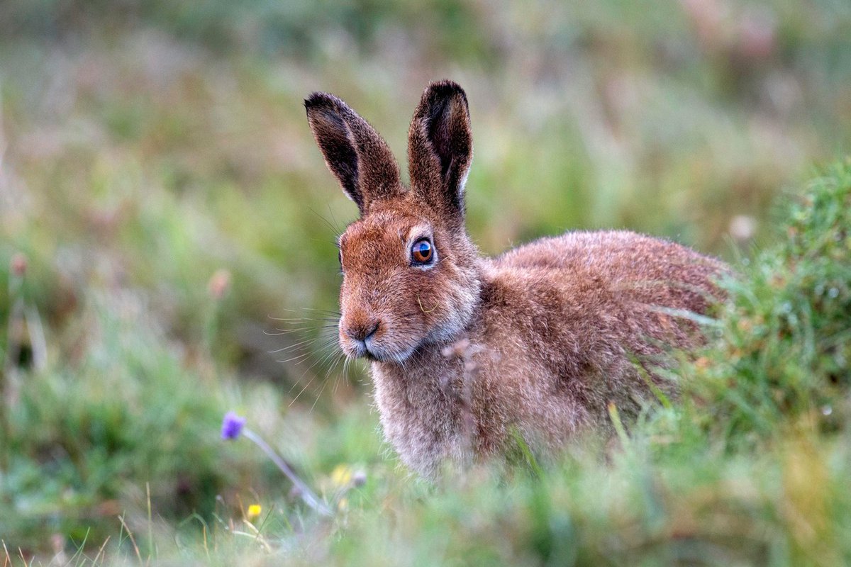 ZooLabUK tweet media