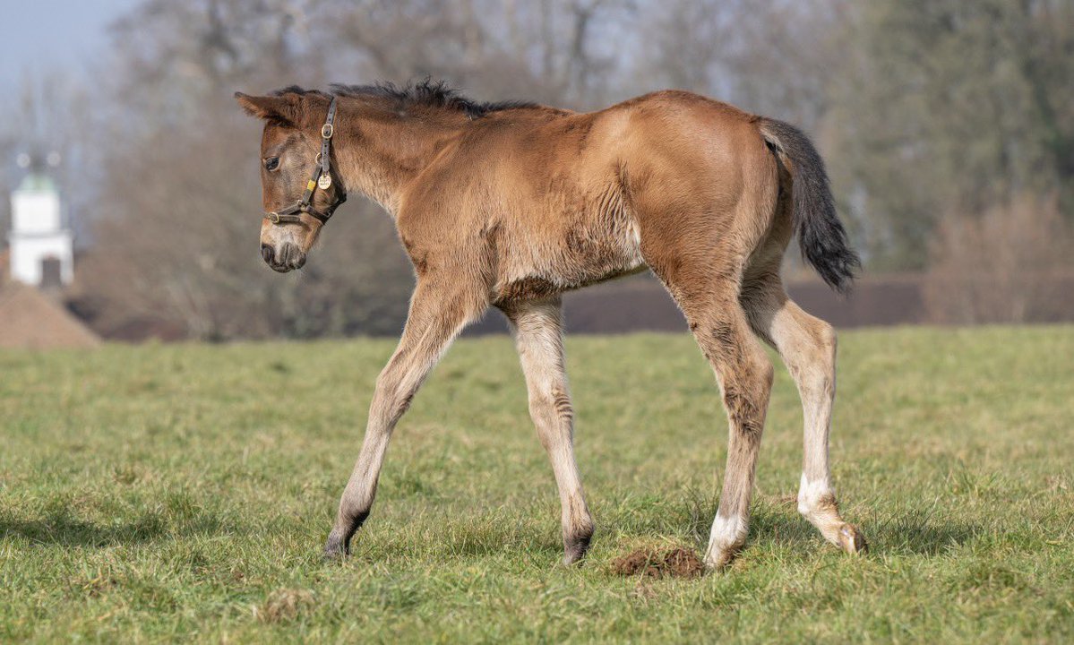 Whitsbury Manor Stud tweet media