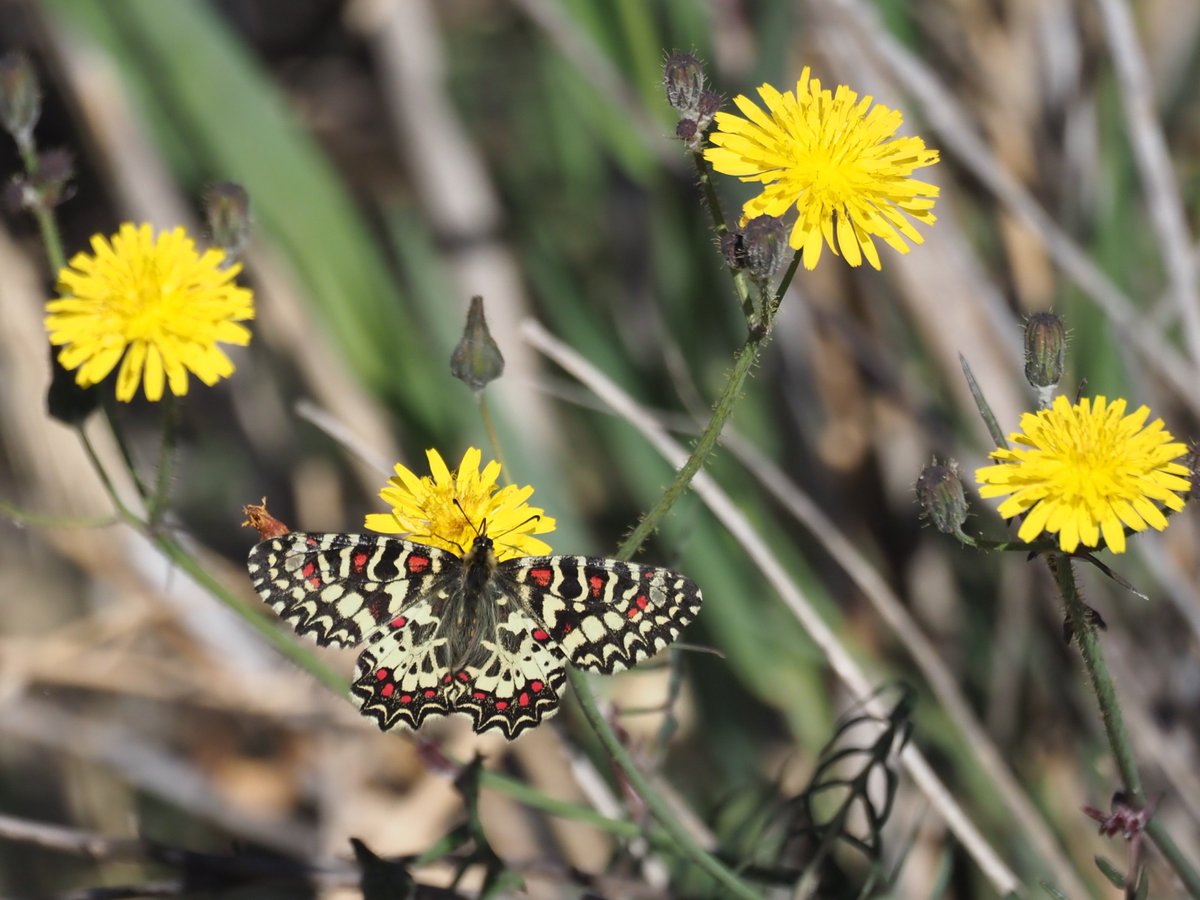 Spanish Festoon #butterfly  on Sow Thistle flower <a href="/mojacar/">mojacar</a>