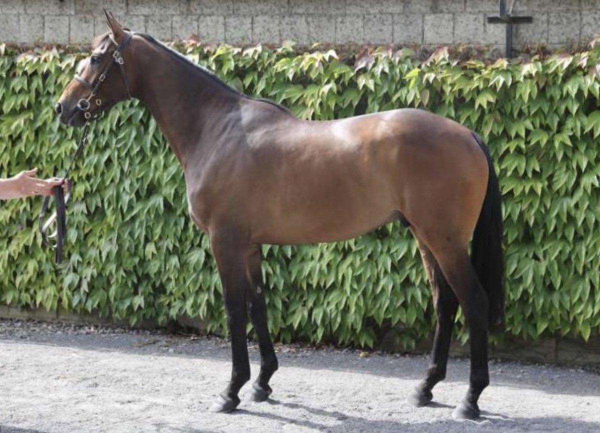 TMBloodstock's tweet photo. In the Exeter bumper River Kwai takes no prisoners and wins very nicely on racecourse debut for @PFNicholls @CobdenHarry
The No Risk At All gelding is a @Tattersalls_ie Derby Sale graduate from the family of Politologue.
Congratulations to Mrs Kathy Stuart 👏 https://t.co/hw85Beh4j3