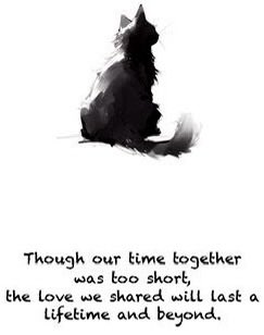 catgirl321's tweet photo. @frisky9 Angel Nutmeg: Dear Odile’s utterly grief- stricken Mum, I so very sorry adored and cherished Odile has left you and joined the ranks of Rainbow Bridge Angels🌈😿 *gentle pawhugs* Sending you MASSES soft purrs❤️🐾 #weeti #NewAngel #ForeverLove #AngelsTogether #AngelOdile 
1/2 https://t.co/cL4JLZMR99