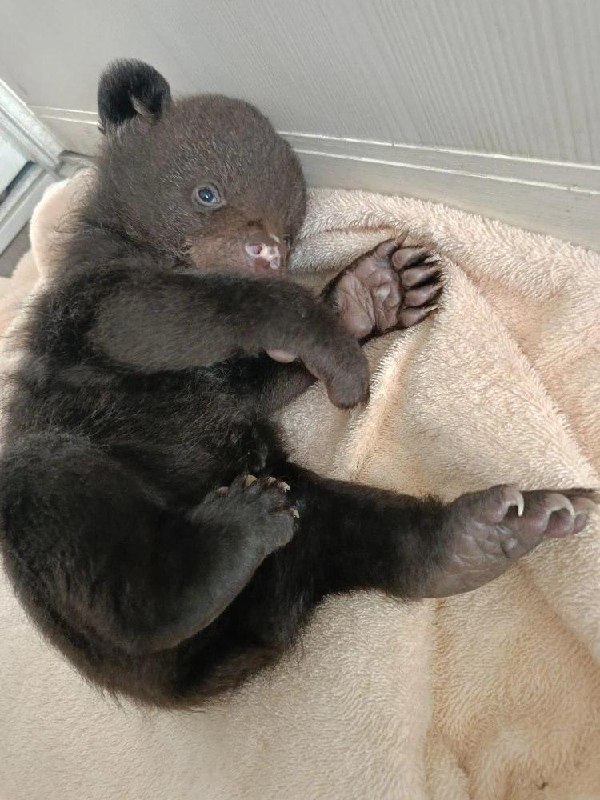 Телеканал 360.ru tweet media