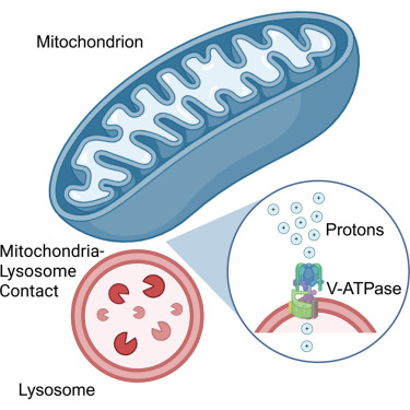 Waggoner Lab tweet media