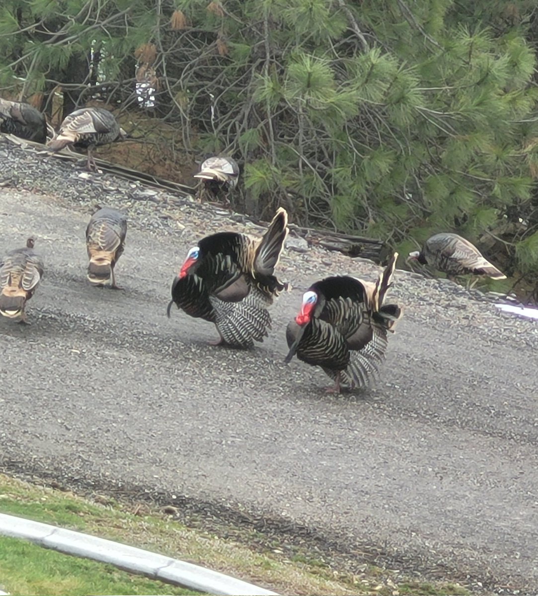 LINKPULLER tweet media