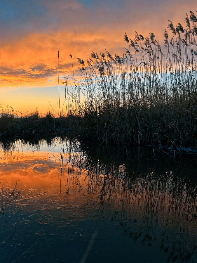 Magnifica Lounge 🫐 tweet media