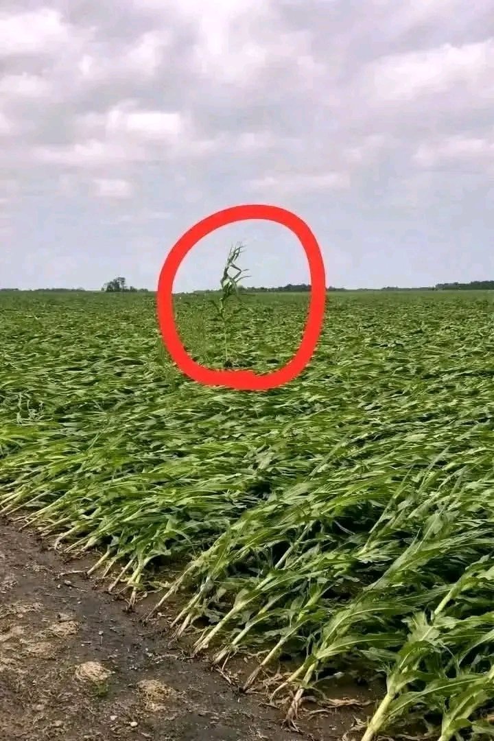 Small Business Elevator tweet media