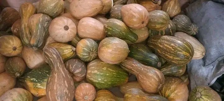 🇨🇺 Mariano Quintero Almeida, productor de el Proyecto IRES y titular del PDL ARAMACC,  ejemplo de perseverancia y amor. Calabazas, carbón  y otros productos  llegan gracias a su esfuerzo a la Empresa Agroindustrial Municipal de Corralillo.
#SoyCorralillo 
#VillaClaraConTodos