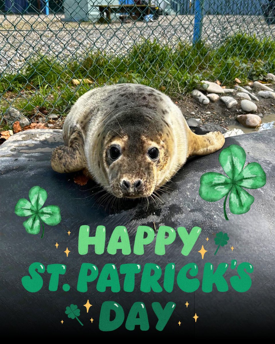 Seal Rescue Ireland tweet media