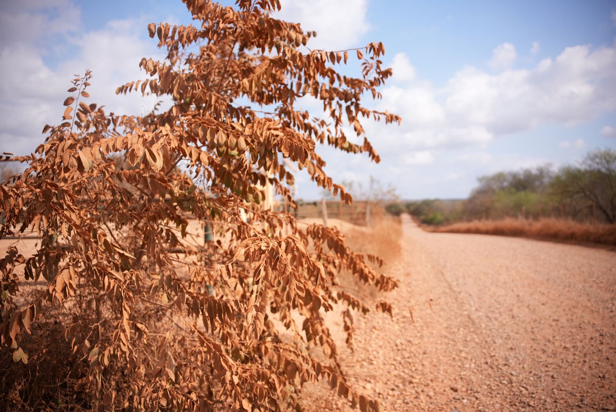 Texas Counties tweet media
