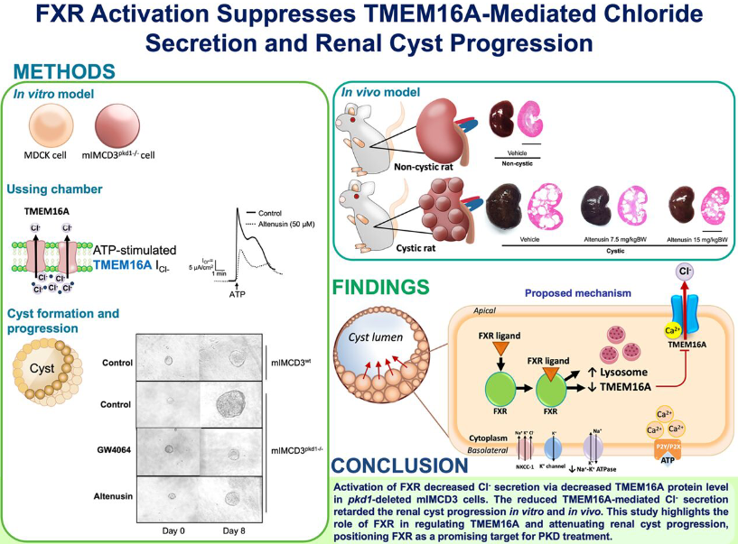 AJPRenal's tweet photo. Don't miss out on this great new #ArticleinPress! Activation of farnesoid X receptor inhibits TMEM16A-mediated #chloride secretion in renal collecting duct cells and retards renal #cyst progression (Nipitpon Srimai et al. @MahidolU):

https://t.co/1JA14osPB3 https://t.co/6ovwbmcZlH