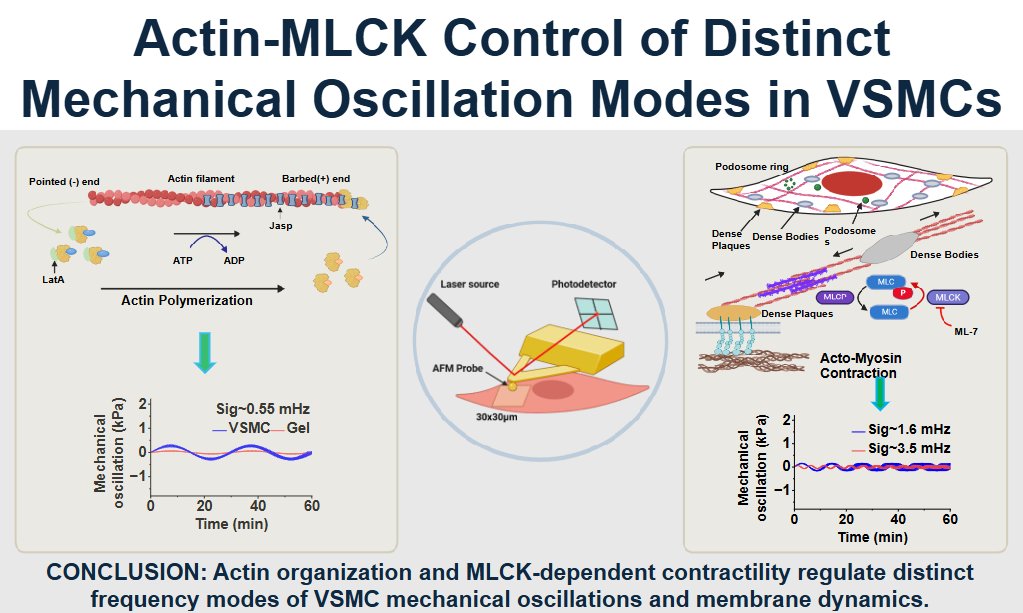 AJP-Cell Physiology tweet media