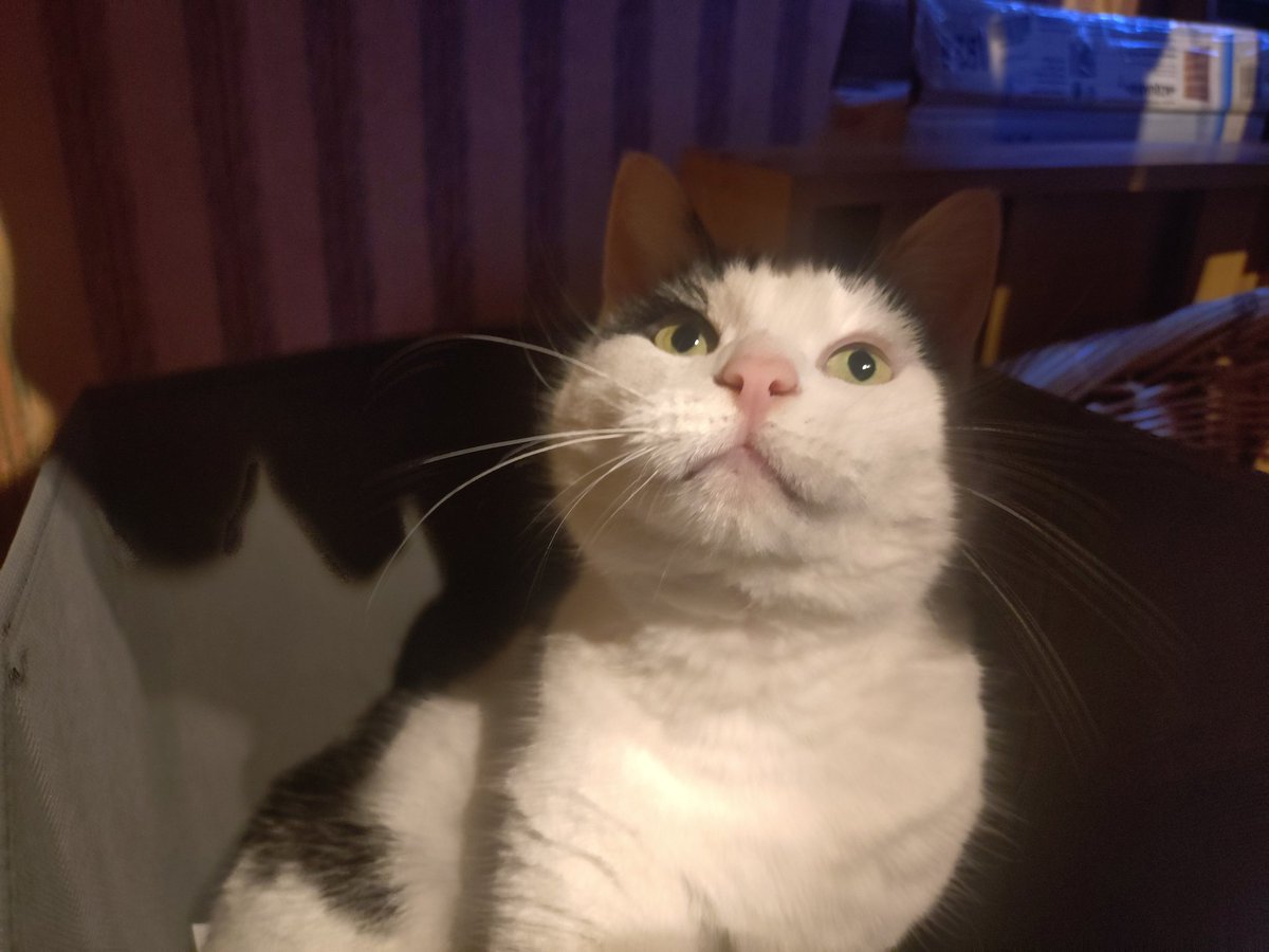 #TamTuesday 
#CatsOfTwitter
#CatsOfX