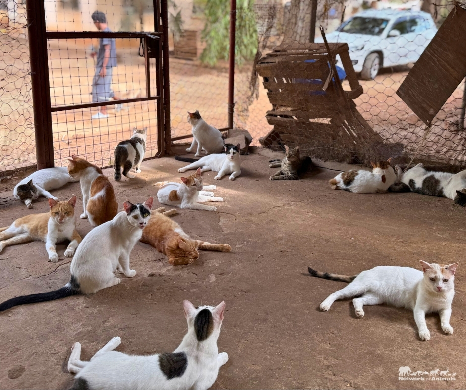 Network For Animals 🐾 tweet media