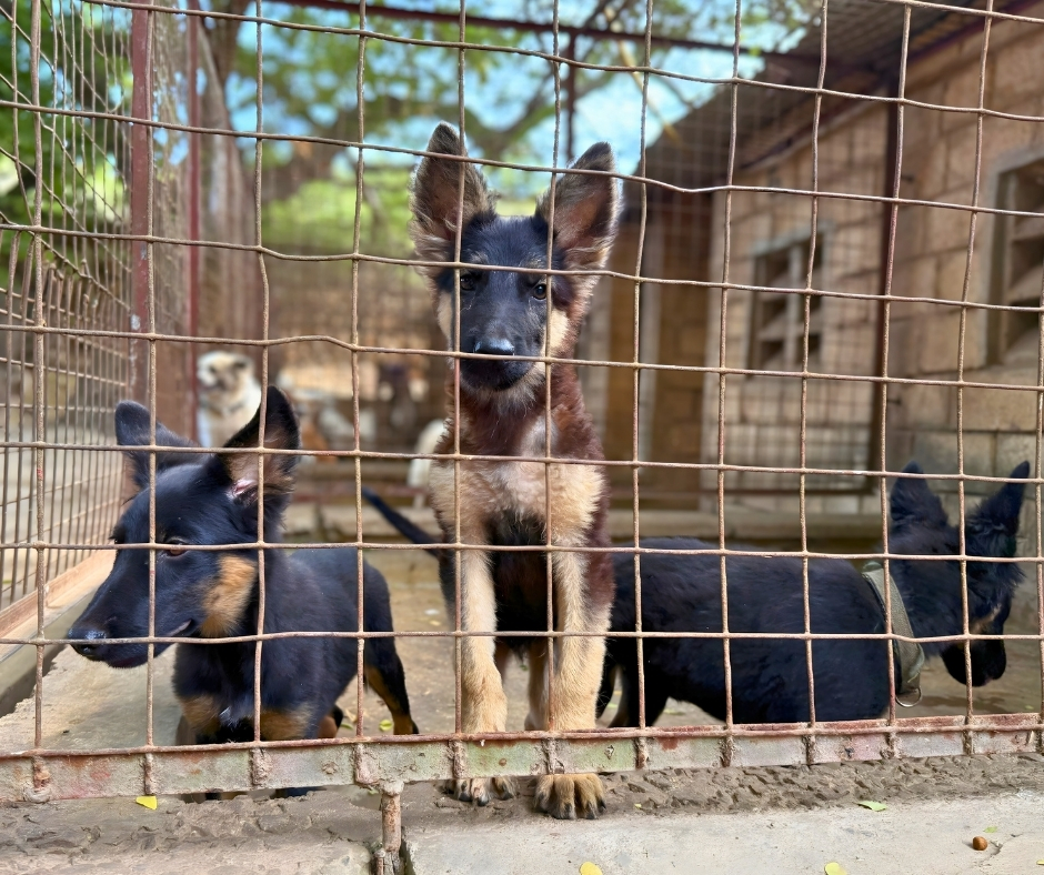 Network For Animals 🐾 tweet media