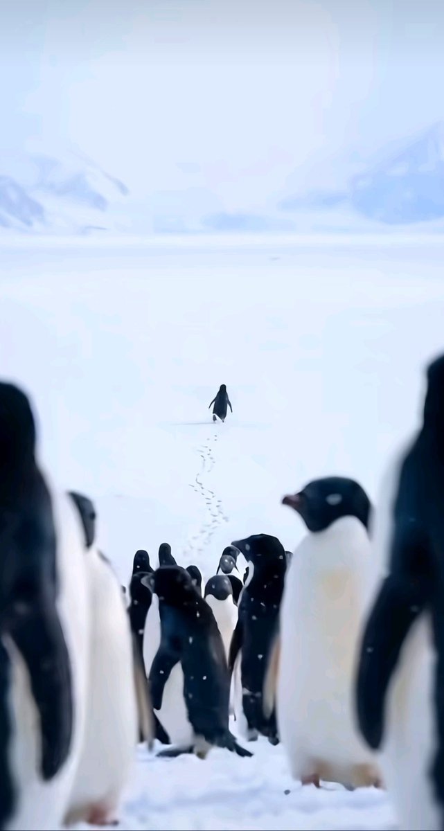 𝖰𝖠 tweet media