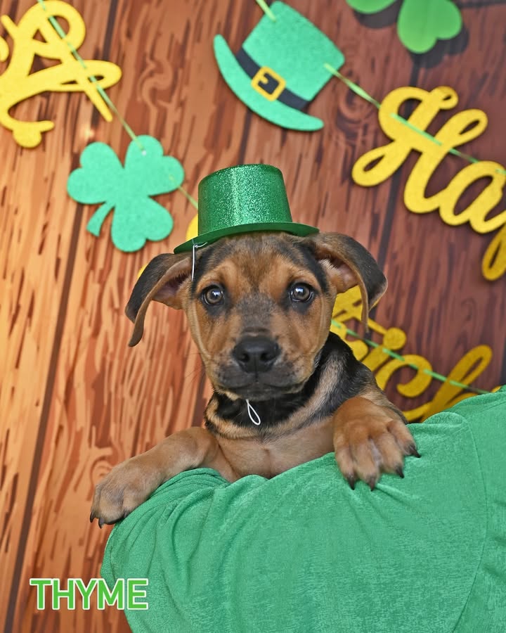 Helen Woodward Animal Center tweet media