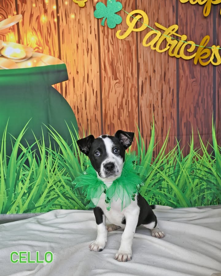 Helen Woodward Animal Center tweet media