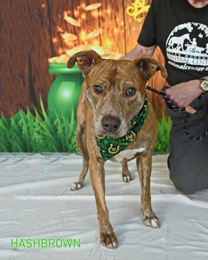 Helen Woodward Animal Center tweet media