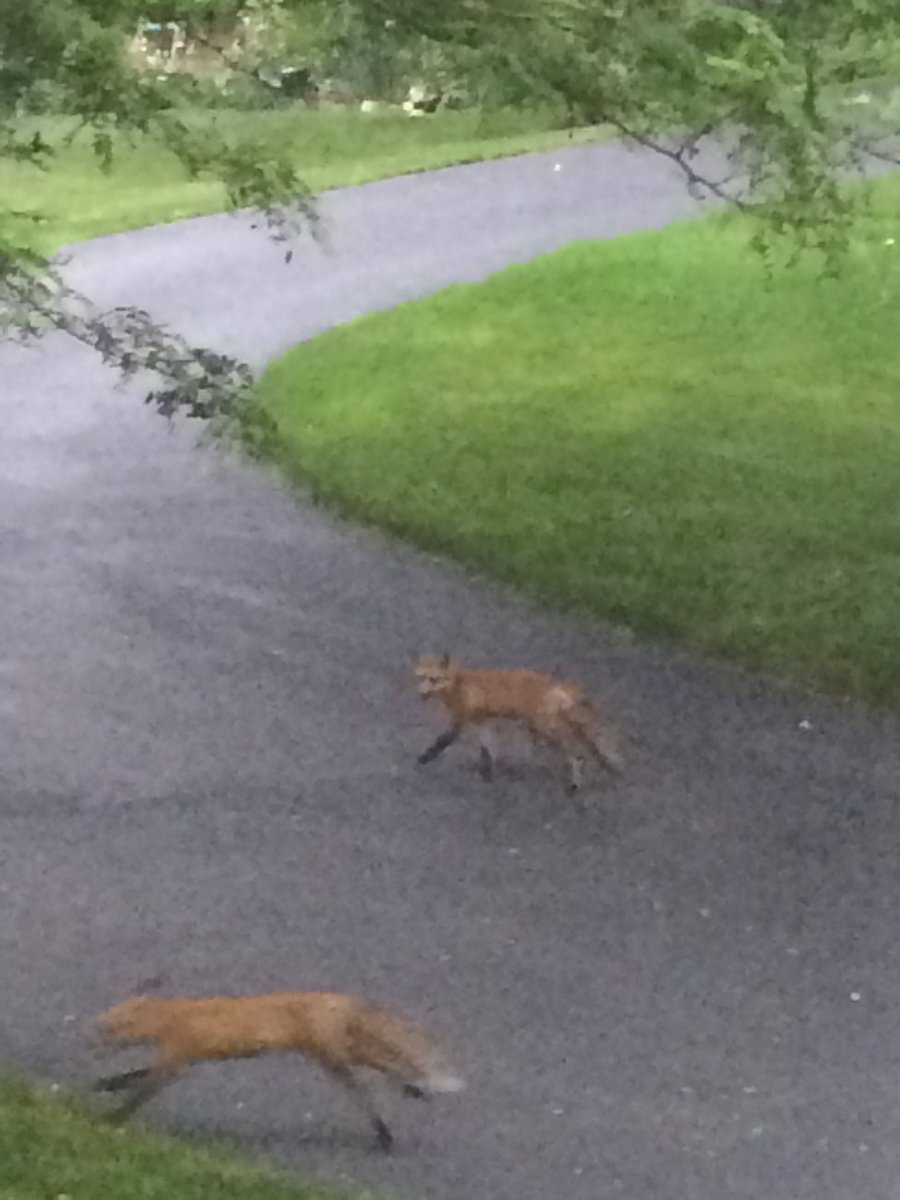 pawnK4- Steve tweet media