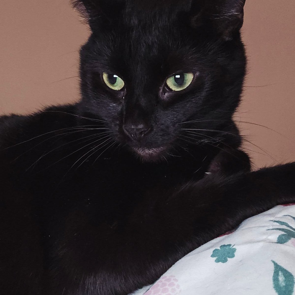 PatrickJr. tweet media