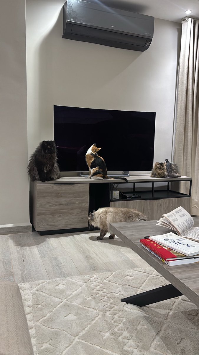 Missa ⵣ 🇵🇸 tweet media