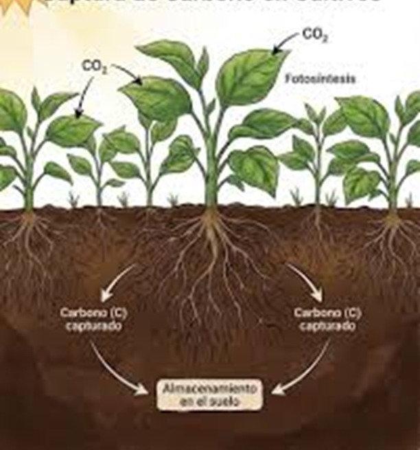 Fundación Servicio para el Agricultor (FUSAGRI) tweet media