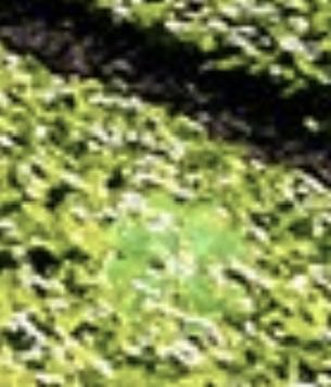 🇺🇸 𝑪𝑯𝑰𝑬𝑭 𝑿 🇺🇸 tweet media