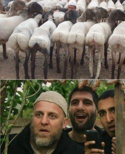 Shaughn_A tweet media