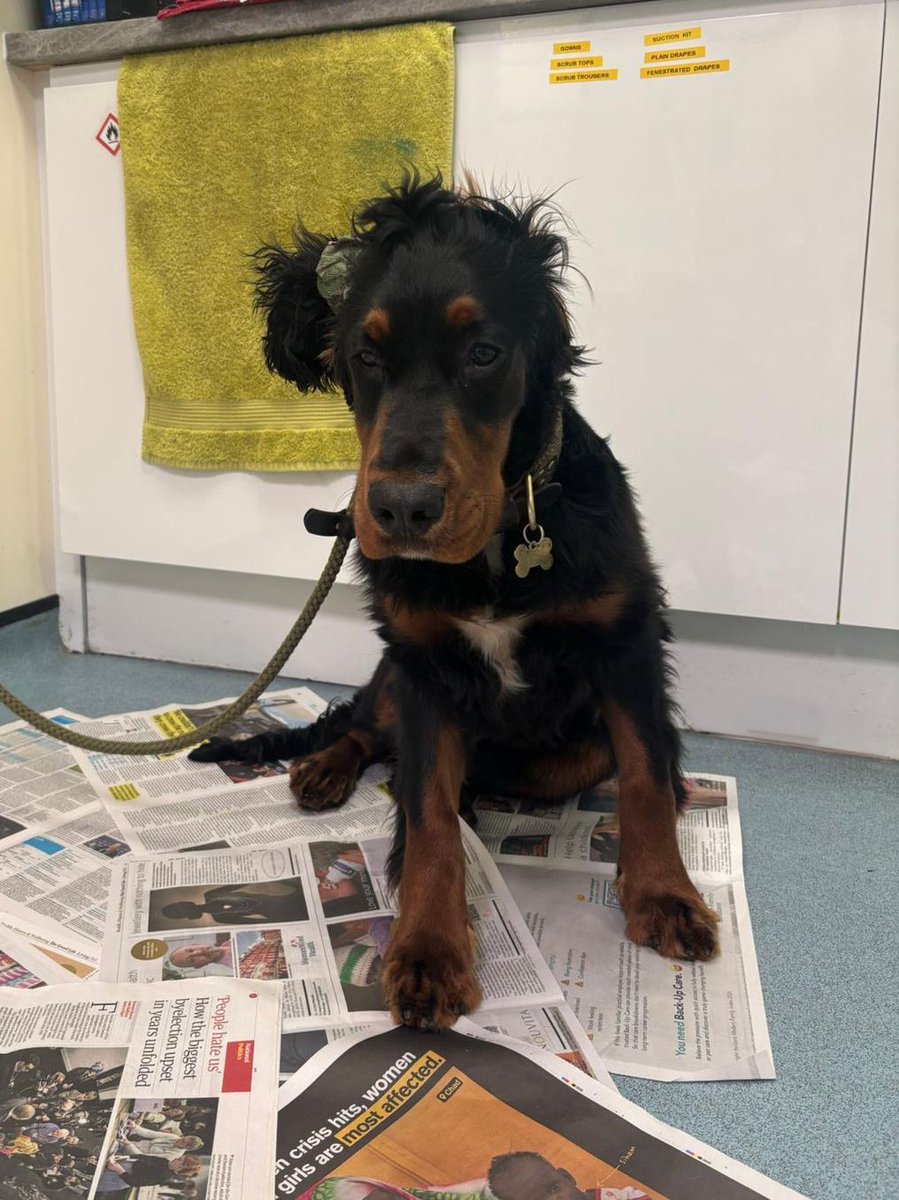 St Kitts Veterinary Group tweet media