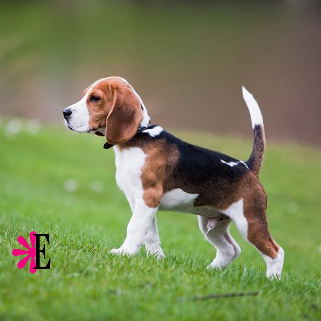 Revista Estampas tweet media