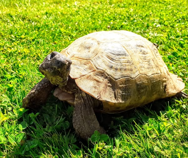 AlbertTortoise's tweet image. Checking HIS work. This is #ALBERTthetortoise reporting got HIM to mow the #grass. Now I can see where I'm going. Something about rain. But warmer + sunnier today - and continuing for a few days. Patrol, decent feed. Hope the week is being #nice. #TakeCare AlbertTortoise.com