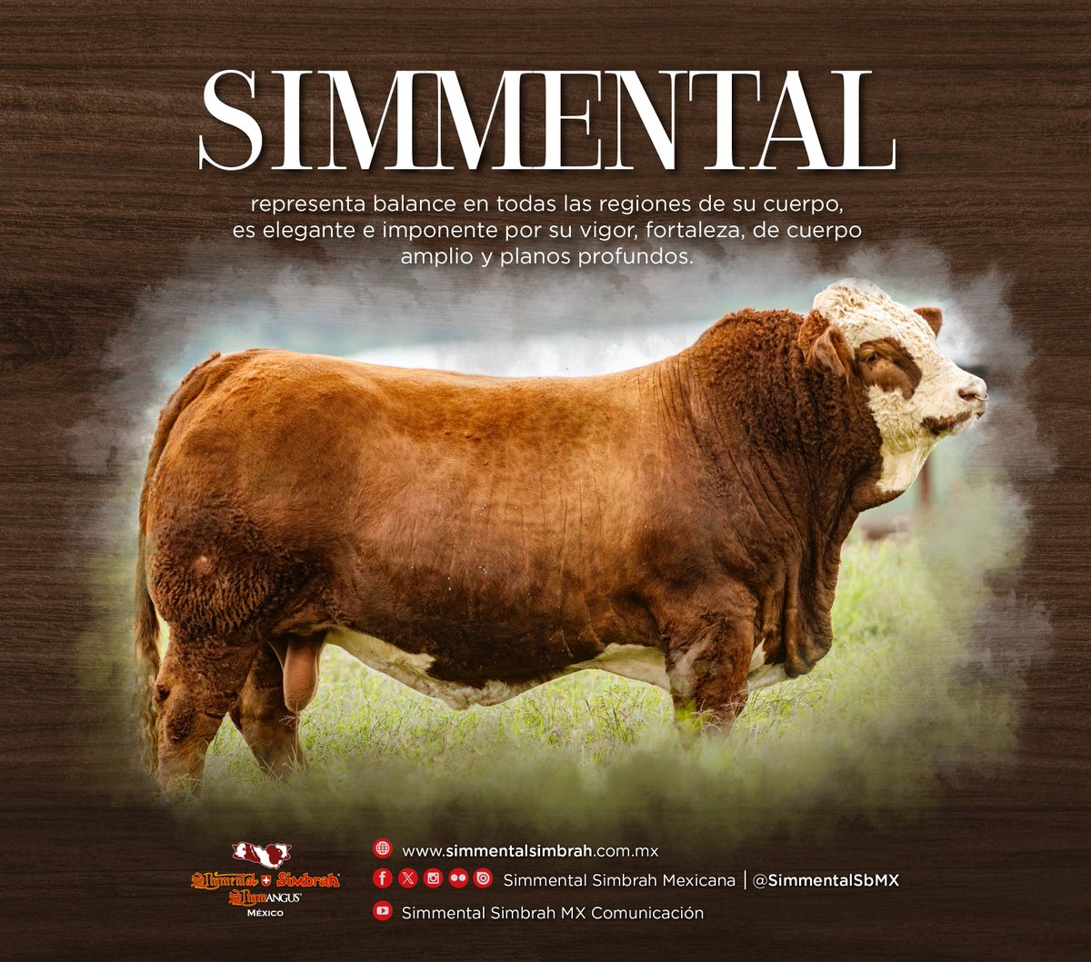 SimmentalSbMX's tweet photo. El #Simmental es una raza bovina que representa balance en todas las regiones de su cuerpo, es elegante e imponente por su vigor, fortaleza, de cuerpo amplio y planos profundos.
Foto del Campeón Nacional Virtual Simmental 2025 PEC POSTA VALIENTE L11, del Rancho Posta el 4. https://t.co/U5OtfEBeVO