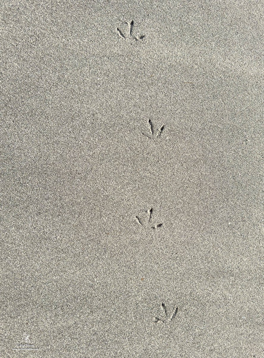 Hugh Harrop Wildlife tweet media