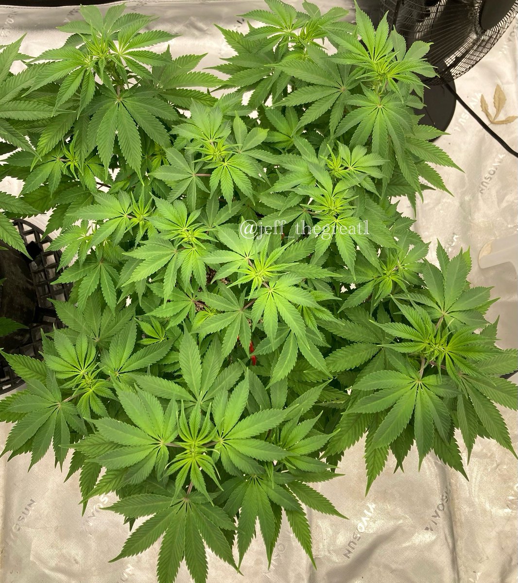 jeff_thegreat1's tweet photo. This Gary Payton from @TastebudzSeeds is pretty impressive so far π₯π₯
She recently got the flip and is enjoying life on the upswing. Should get lots of buds on this one as well. My fav part of the grow πΈ
#GrowYourOwn #GaryPayton #GeneticsMatter #Photoperiod #GreenThumb https://t.co/fkXsuKCxlB