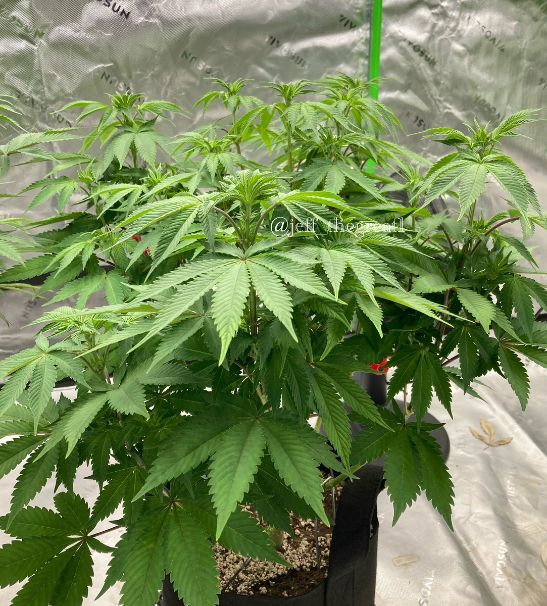 jeff_thegreat1's tweet photo. This Gary Payton from @TastebudzSeeds is pretty impressive so far π₯π₯
She recently got the flip and is enjoying life on the upswing. Should get lots of buds on this one as well. My fav part of the grow πΈ
#GrowYourOwn #GaryPayton #GeneticsMatter #Photoperiod #GreenThumb https://t.co/fkXsuKCxlB