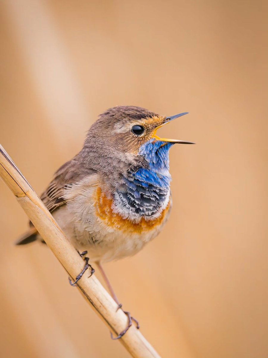 Birds Colour 🕊️ tweet media