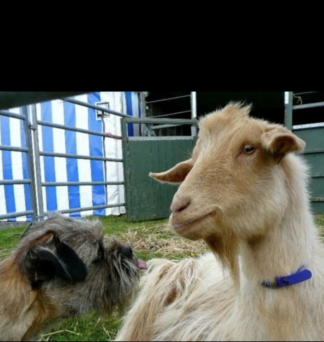 Christine Ramos Roberts 🇺🇦🇨🇦 tweet media