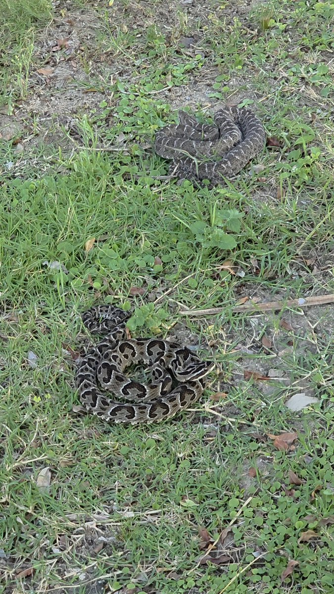 Alternatus Uruguay tweet media