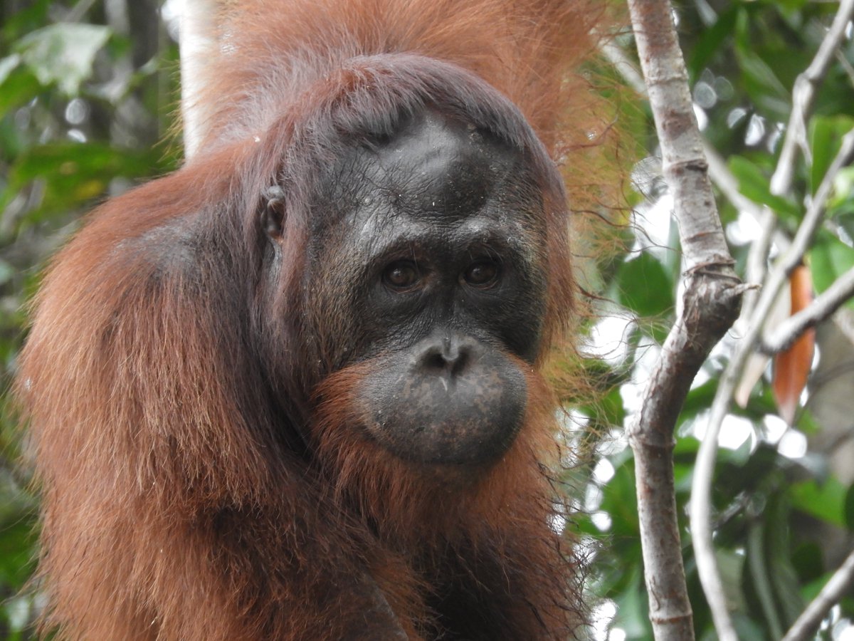 Orangutan Outreach 🦧❤️🌳 tweet media