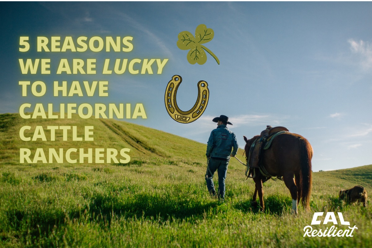 CalResilient's tweet photo. 🍀 California ranchers put corned beef on your St. Patrick’s plate all while protecting wildlife and reducing wildfire risk. Read more: https://t.co/Xd0yb2f0Hy https://t.co/CnQewY8yuf