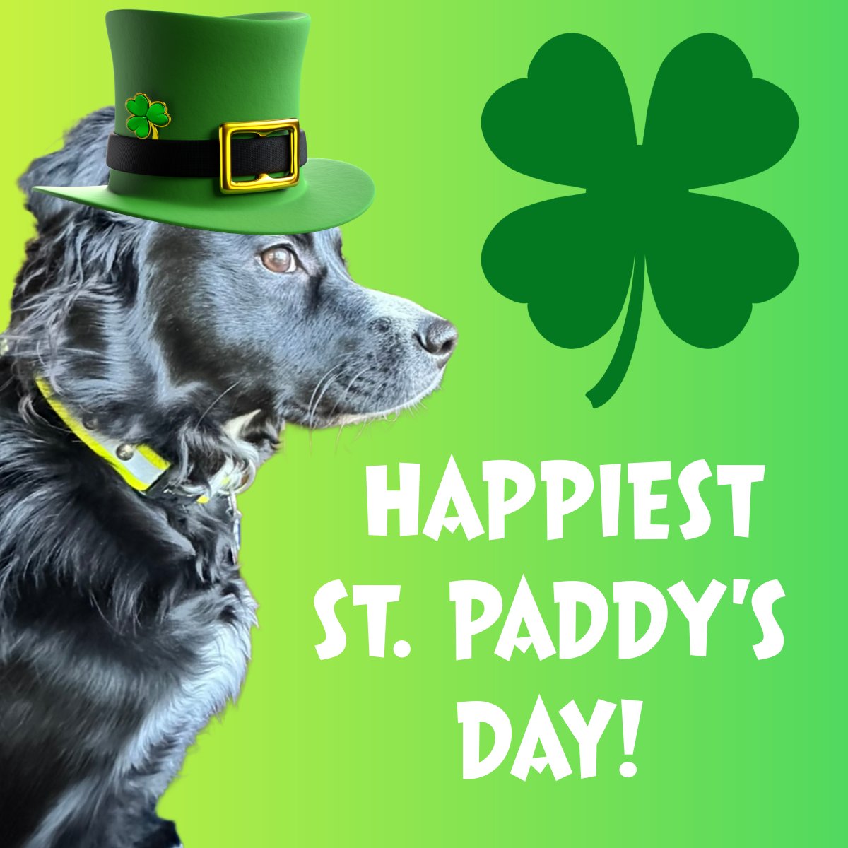 Pup Letters - Snorri & Finnegan & Banjo. tweet media